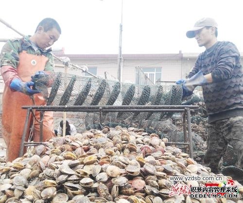 上市晚個(gè)頭小 秦皇島扇貝養(yǎng)殖遇寒流 上市晚個(gè)頭小 秦皇島扇貝養(yǎng)殖遇寒流