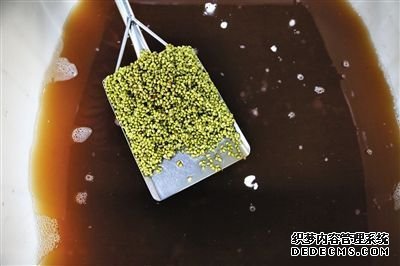 豆芽車間內(nèi)，紅褐色的水里泡著用于發(fā)芽的綠豆。