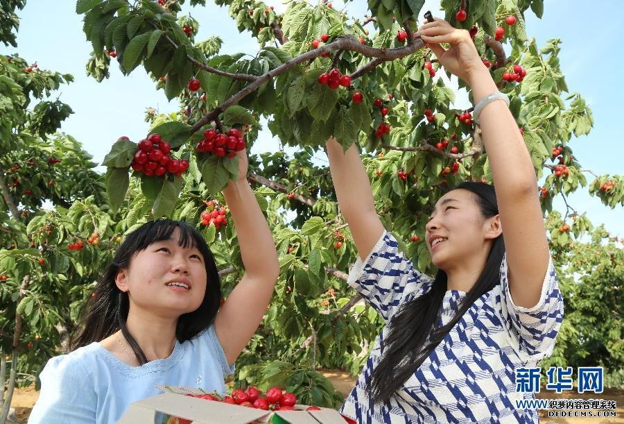 (晚報)櫻桃飄香盤活城郊農(nóng)家采摘經(jīng)濟