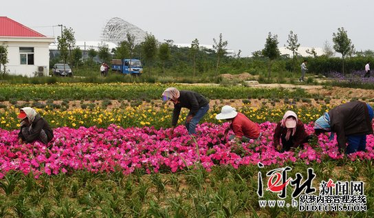 北戴河新區(qū)漁島景區(qū)鮮花吐艷迎賓客 北戴河新區(qū)漁島景區(qū)鮮花吐艷迎賓客