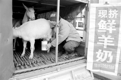 現(xiàn)擠鮮牛奶。