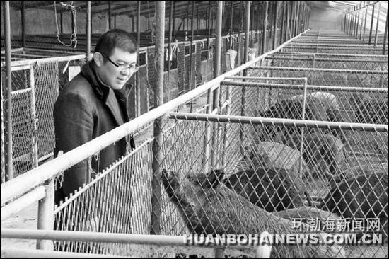 圖為劉凱在觀察野豬生長(zhǎng)情況。