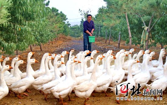 秦皇島海港區(qū)：家庭農(nóng)場(chǎng)生態(tài)養(yǎng)殖（圖）