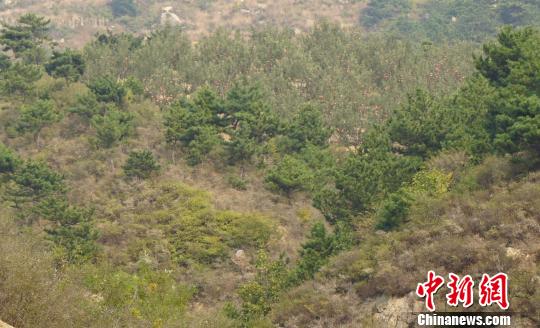 站在山坡上望去，一片蘋(píng)果樹(shù)隱藏在松樹(shù)林之中。　張帆 攝