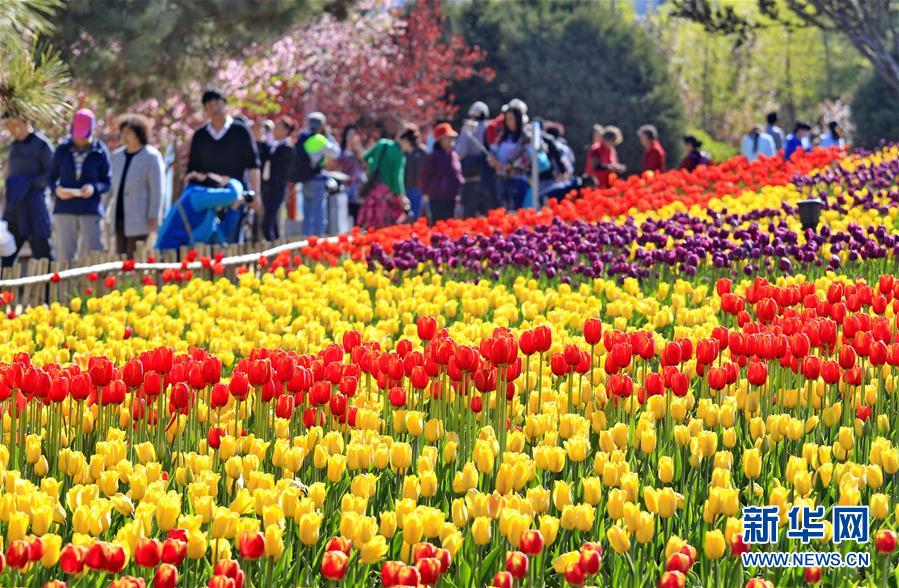 4月20日，游客在秦皇島市新世紀(jì)公園欣賞盛開(kāi)的郁金香。