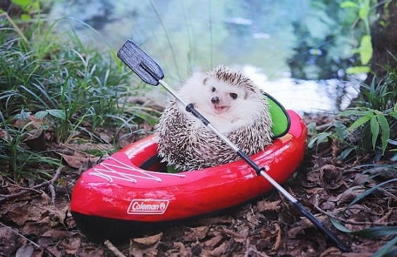 可愛！日本小刺猬野營照片萌化人心