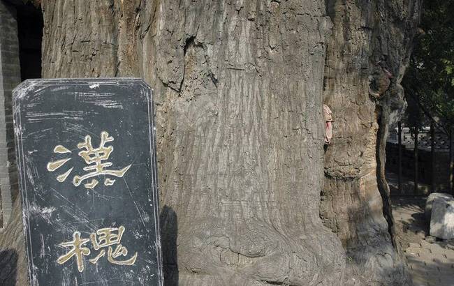 2018年1月17日?qǐng)?bào)道，山西省古州平定有一位跨越23個(gè)世紀(jì)的漢槐，位于平定西鎖簧村的中心，它聳立在由石頭壘成的半圓護(hù)坡上，樹后是村里的娘娘祠廟。