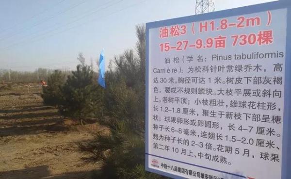 雄安新區(qū)千年秀林樹木介紹。