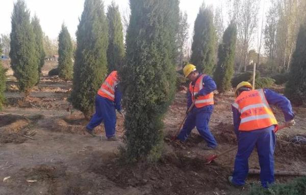 雄安新區(qū)千年秀林種植現(xiàn)場。