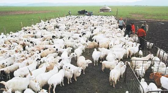 13省（區(qū)）開展苜蓿示范基地建設(shè)